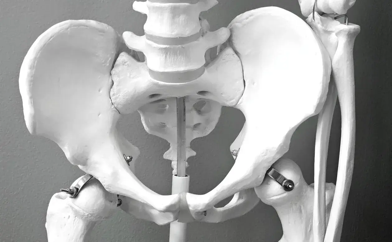 Osteopata a domicilio a Roma: modello anatomico di bacino e colonna lombare